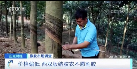 价格偏低 西双版纳胶农不愿割胶 价格偏低 西双版纳胶农不愿割胶