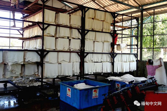 货源吃紧，国际橡胶价格上涨！缅甸橡胶市场情况复杂