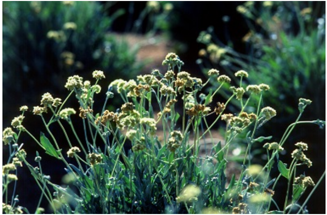 银胶菊是一种多年生植物，与一年生作物不同，每次种植或收获作物时都不需要耕种土地，从而可以将二氧化碳储存在土壤中;此外，银胶菊还具有驱虫的天然特性，因此一旦植物早熟，就不再需要杀虫剂。这些特性使得银胶菊成为一种可行的橡胶来源。