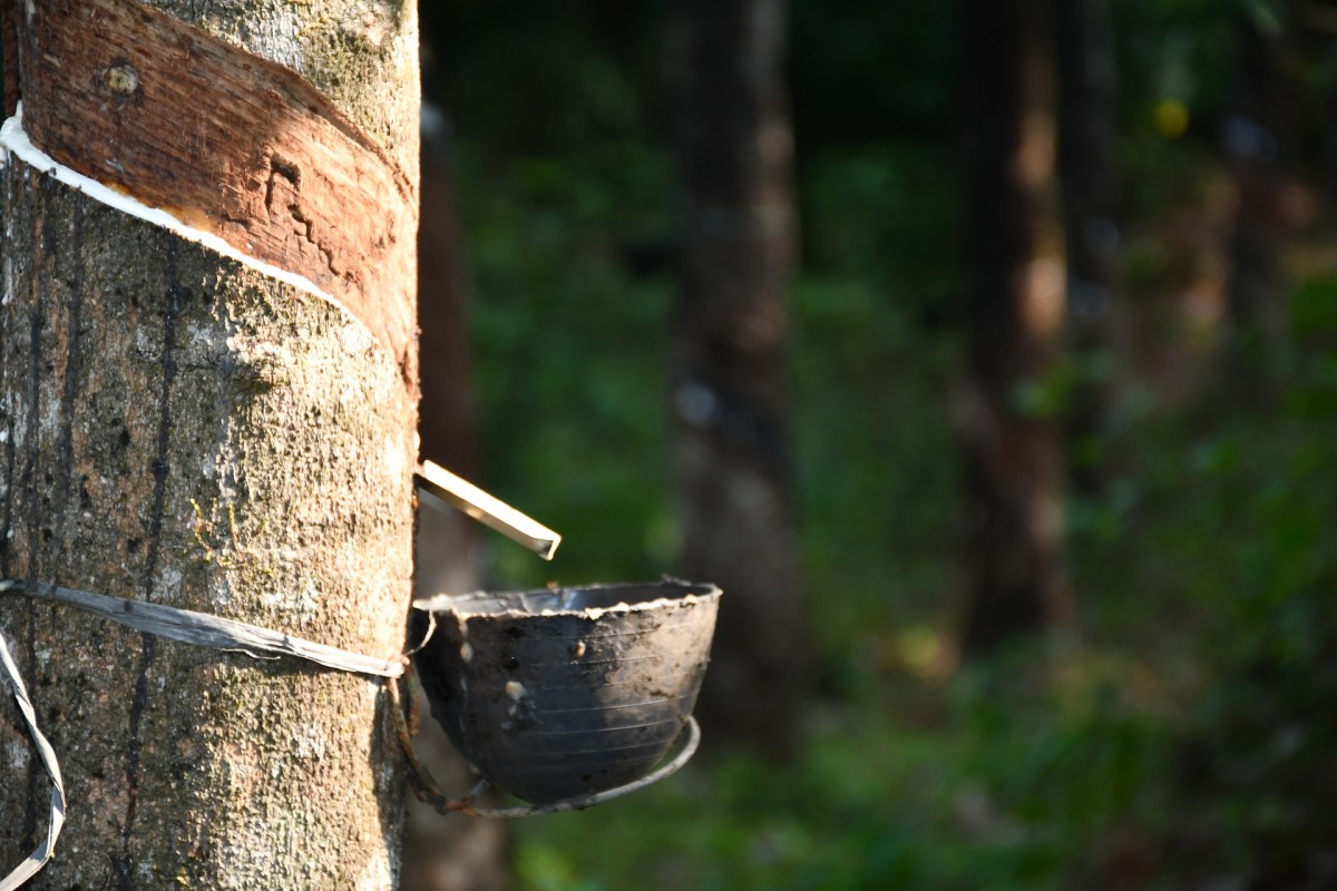 ANRPC：5月全球天然橡胶产量同比增长0.3%至100.6万吨