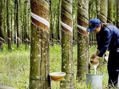 越南一季度橡胶出口强劲增长，中国市场占比过半