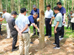 勐腊县农垦集团天然橡胶创新举措获农业农村部认可