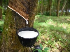 印度天然橡胶短缺严重，供需缺口达55万吨