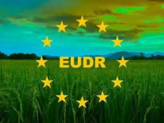 EUDR再起争议：九国提案呼吁简化森林保护条例实施