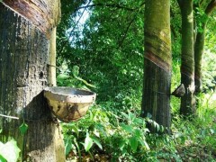 科特迪，新增50万公顷橡胶种植园！