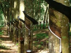 海胶分公司，被罚3万！